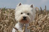 WESTIE 340